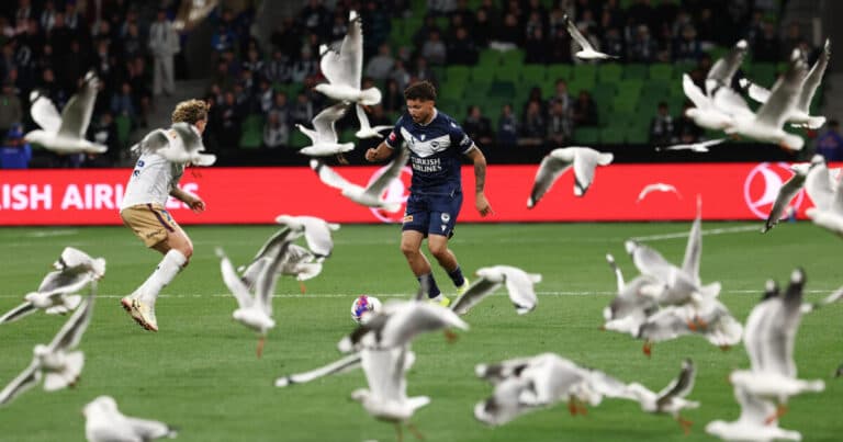 Οι γλάροι εισέβαλαν στον αγωνιστικό χώρο κατά τη διάρκεια αγώνα