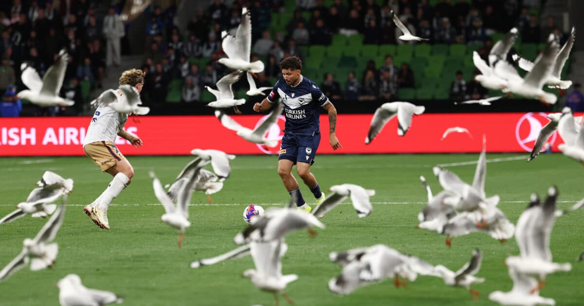 Οι γλάροι εισέβαλαν στον αγωνιστικό χώρο κατά τη διάρκεια αγώνα