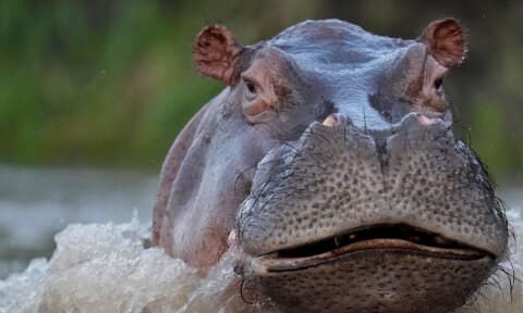 Οι ιπποπόταμοι του Εσκομπάρ: Η ευθανασία ως μόνη λύση