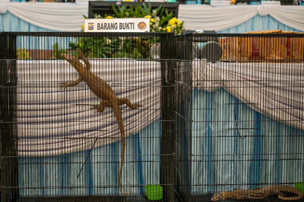 Έξι συλλήψεις για διακίνηση Δράκων του Κομόντο στην Ινδονησία