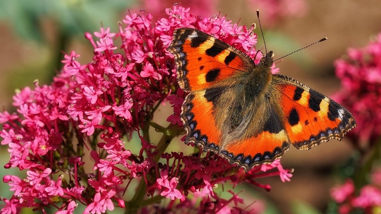 Τα Ιωάννινα έχουν τον ίδιο αριθμό ειδών πεταλούδας με ολόκληρο το Ηνωμένο Βασίλειο