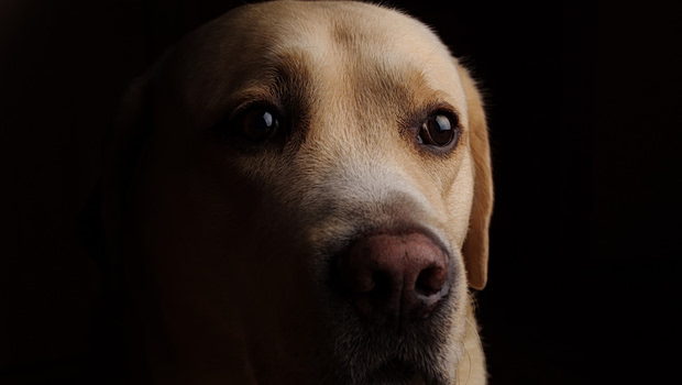 σκυλιά σε κακές συνθήκες ποιμνιοστάσιο Χανιά σύλληψη