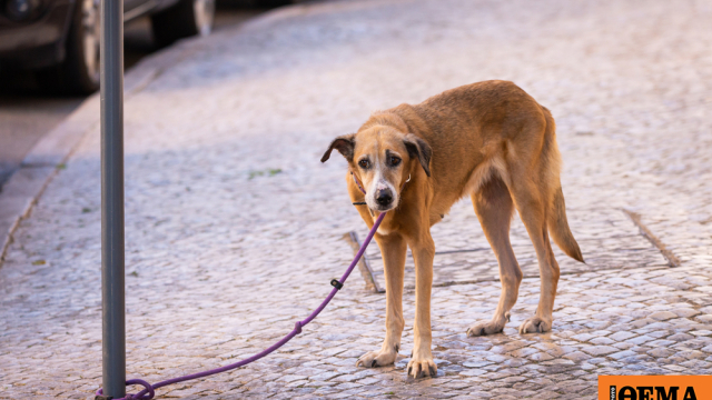 σκυλιά σε κακές συνθήκες ποιμνιοστάσιο Χανιά σύλληψη